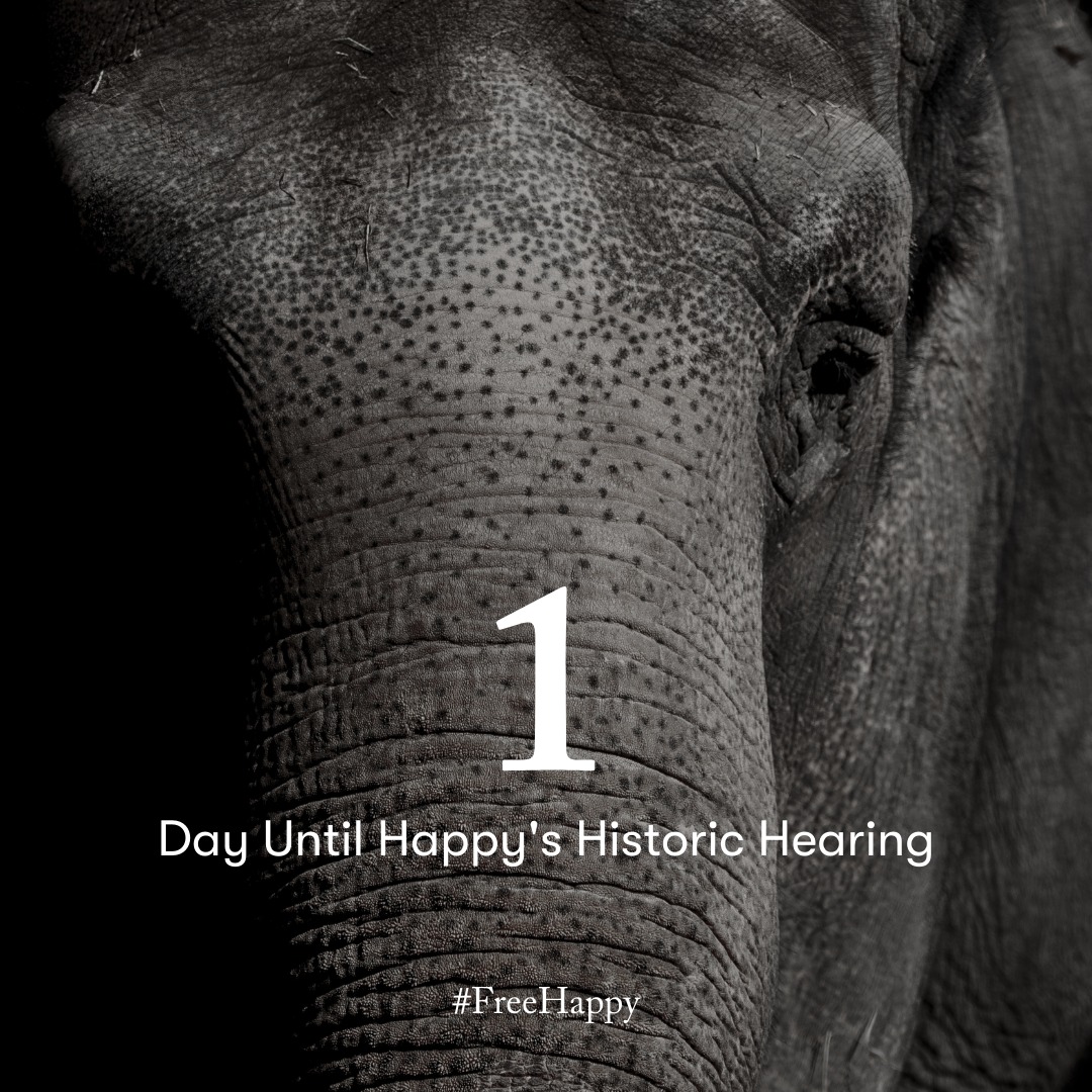 #freeHappy. Un tribunal din New York va decide dacă acordă statutul de persoană unui elefant de la zoo
