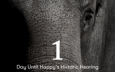 #freeHappy. Un tribunal din New York va decide dacă acordă statutul de persoană unui elefant de la zoo