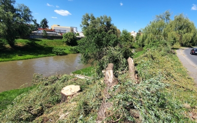 A început tăierea unor sălcii de pe malul Cibinului. Primăria anunța că alte 300 vor fi plantate