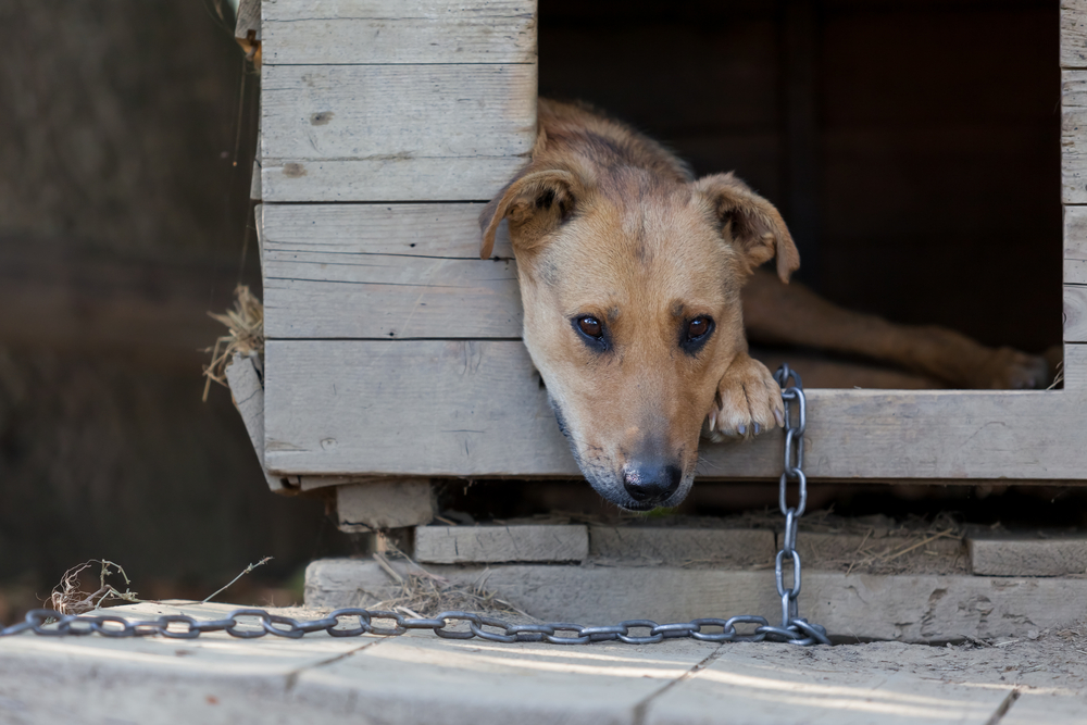 Închisoare și amenzi mult mai mari pentru acte de cruzime și violență împotriva animalelor. Noua lege se aplică de astăzi