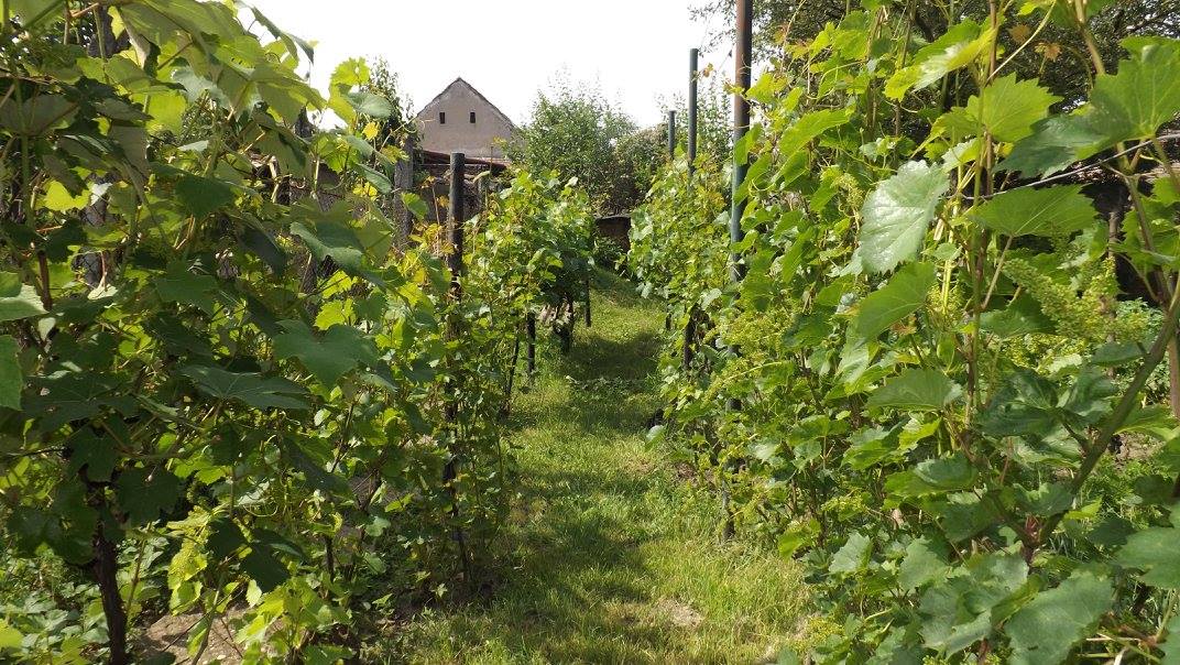 De ce e greu să faci vin în Sibiu: Statul are suprafețe prea mari, iar privații prea mici