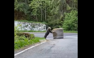 Un filmuleț cu un urs care împinge un balot de paie a devenit viral. Animalul a stricat planurile unor organizatori de raliu