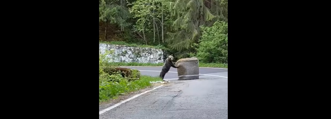VIDEO Un filmuleț cu un urs care împinge un balot de paie a devenit viral. Animalul a stricat planurile unor organizatori de raliu