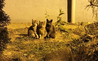 Sibiul are o nouă problemă: s-a umplut de pisici comunitare