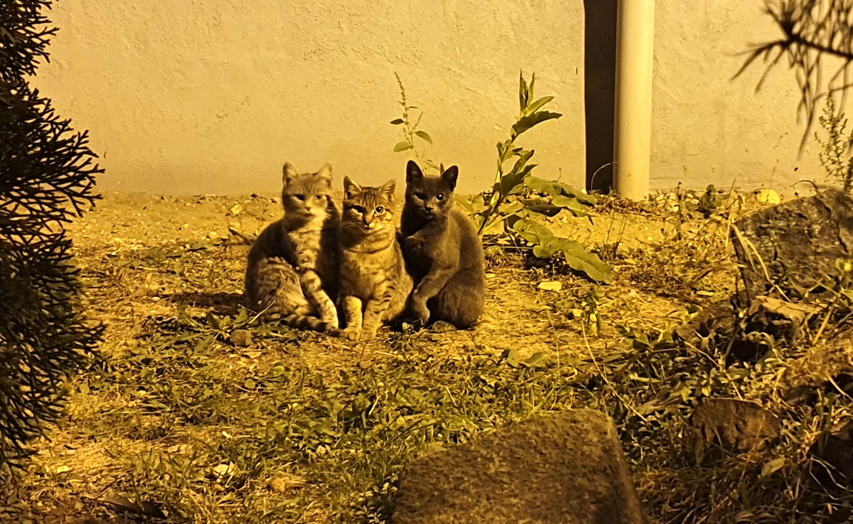 Sibiul are o nouă problemă: s-a umplut de pisici comunitare