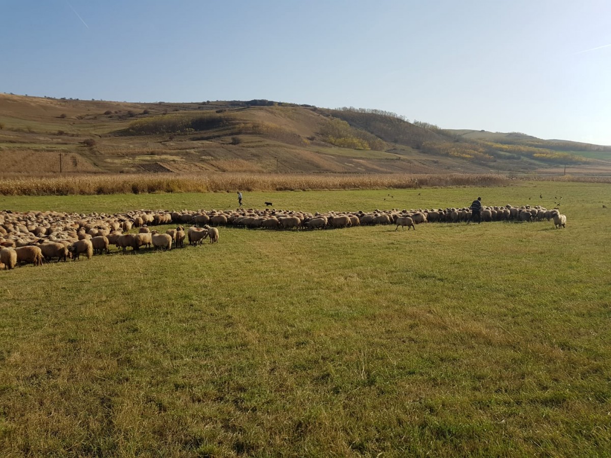 Peste 120 de ovine au murit după un atac al lupilor la o stână de lângă județul Sibiu