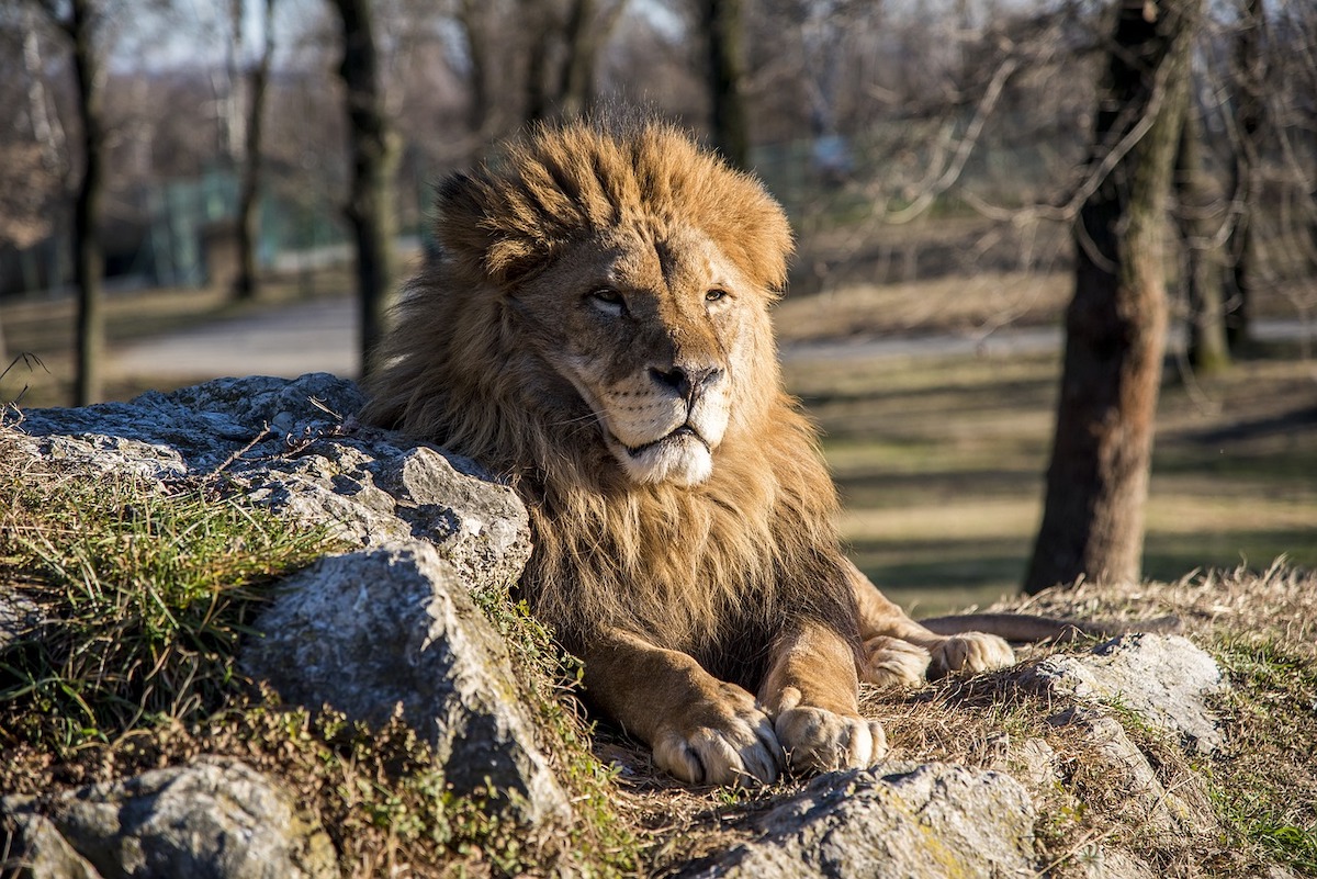 O leoaică de la Grădina Zoologică din Târgu Mureş a adus pe lume doi pui, în faţa a mii de vizitatori
