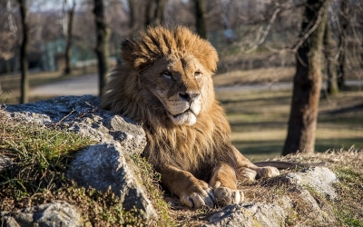 O leoaică de la Grădina Zoologică din Târgu Mureş a adus pe lume doi pui, în faţa a mii de vizitatori