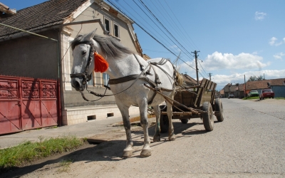 Aproape de o tragedie: Un sibian a fost lovit de cal și a trecut căruța peste el