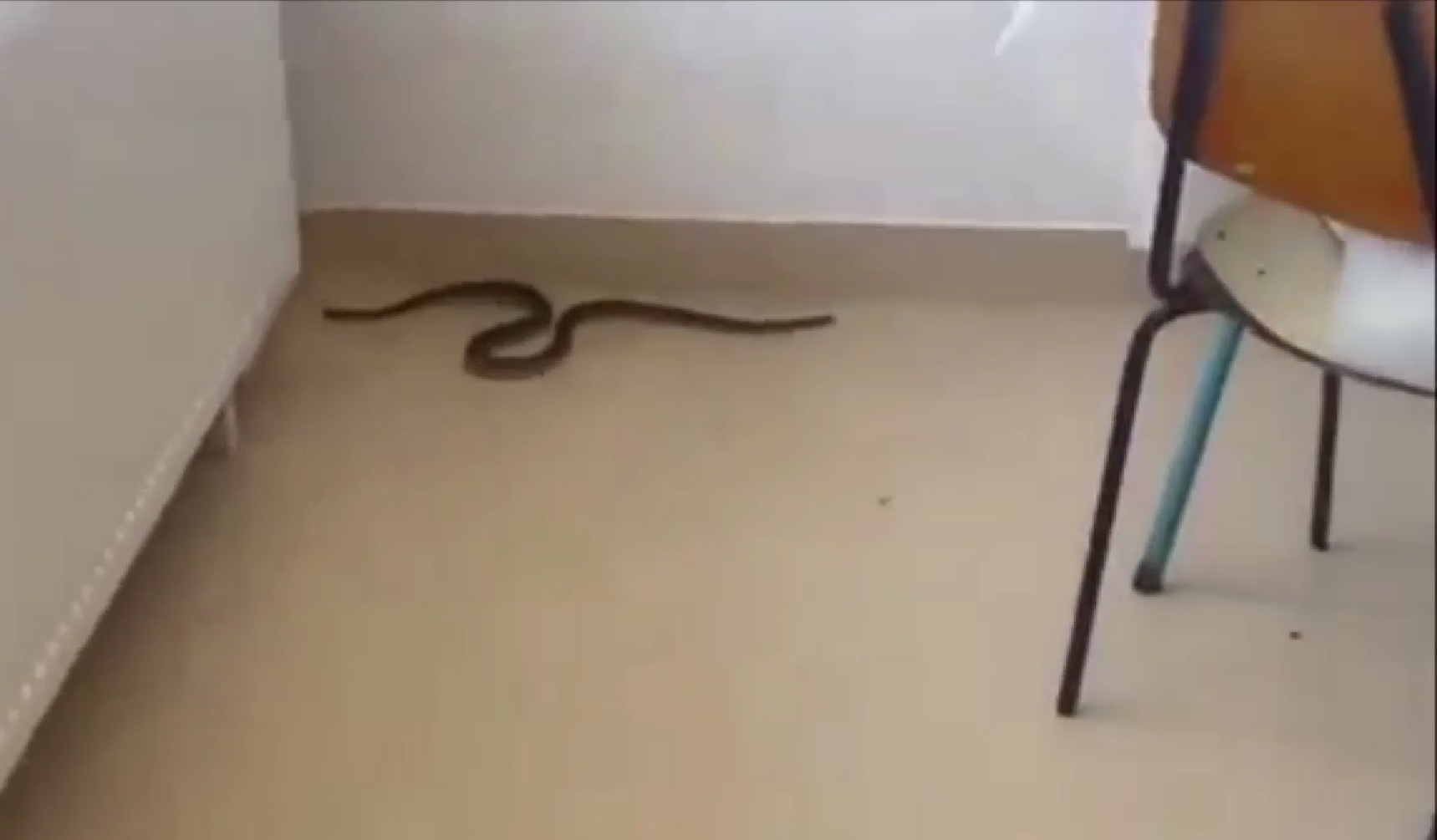 VIDEO Șarpe filmat în spitalul din Balș. Au fost chemați jandarmii