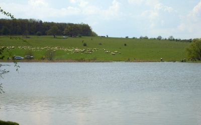 Anchetă DSVSA pe lacurile de la Șopa, după sesizarea unui pescar. Primele concluzii
