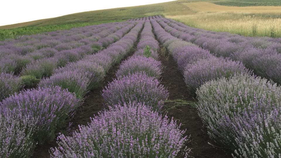 Câmpul de lavandă de la Mândra, atracția de sezon a Sibiului. Intrarea și fotografiile sunt gratuite