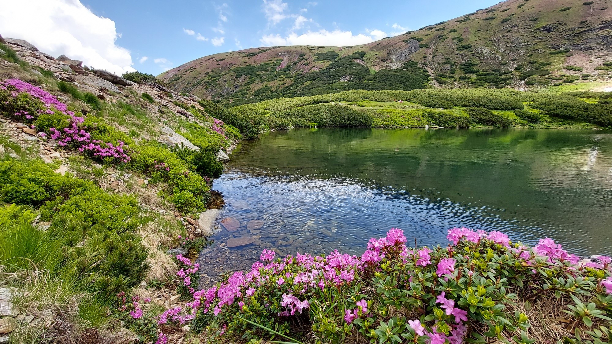 bujorul de munte iezer cindrel