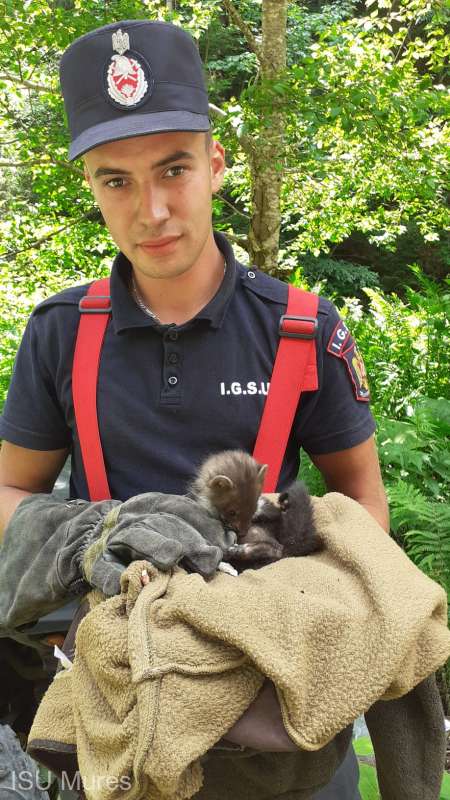 Un pui de jder a fost salvat dintr-un incendiu de pădure, în Mureș