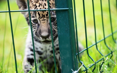 Zoo Sibiu: biletele și abonamentele pot fi cumpărate și on-line. Din iulie, se deschide Ferma animalelor