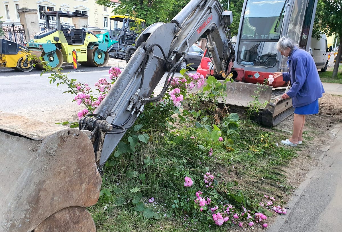 ”Își lua rămas bun de la trandafiri în fața excavatoarelor”. Tristețea celor care plâng după spațiile verzi de pe Calea Dumbrăvii
