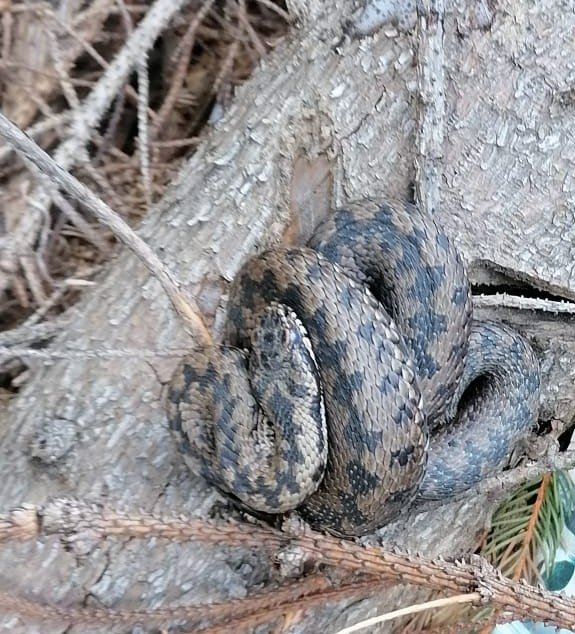 Spitalul Județean are două fiole de antidot împotriva mușcăturii de viperă