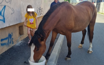 Sibiu, sat frumos! Cal dat dispărut în Gușterița și găsit în Ștrand