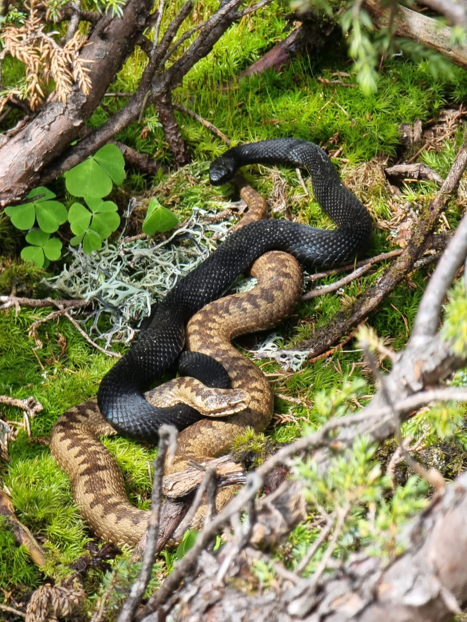Două vipere aflate în ritual de împerechere, fotografiate pe o cărare turistică din Păltiniș. Specialiștii: „Nu dați locația exactă”