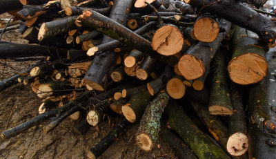 Scutul Pădurii. Bărbat din Jina amendat cu 5.000 de lei pentru că transporta lemne fără documente