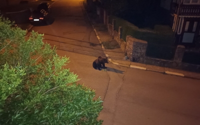 Autorităţile de la Buşteni vor încerca să îndepărteze urşii din oraş cu ajutorul razelor laser şi ultrasunetelor