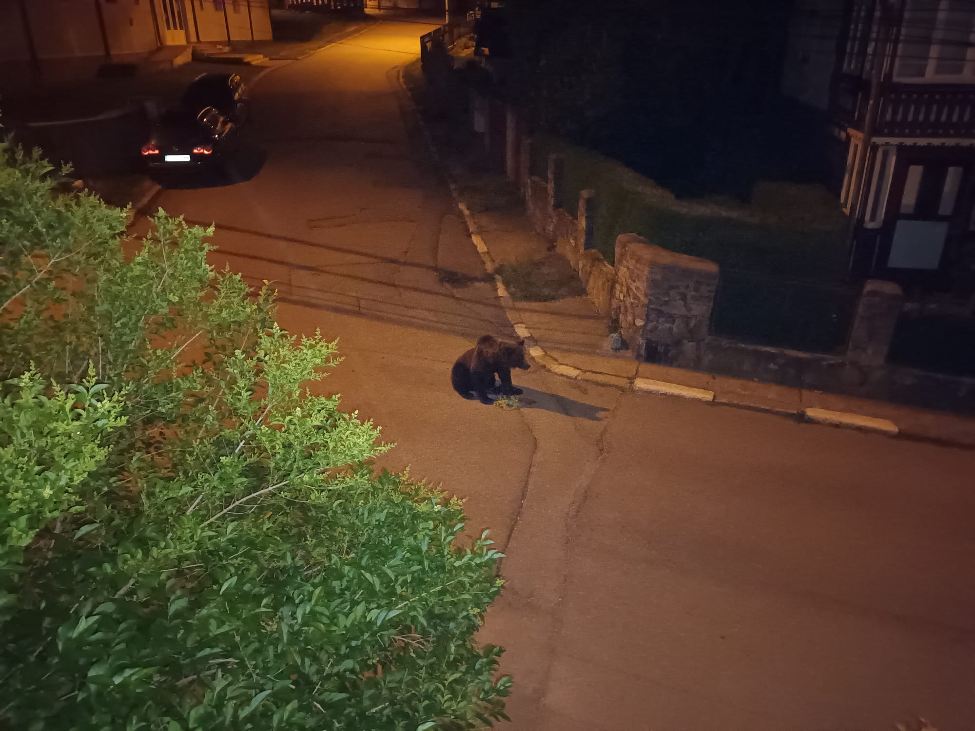 Autorităţile de la Buşteni vor încerca să îndepărteze urşii din oraş cu ajutorul razelor laser şi ultrasunetelor