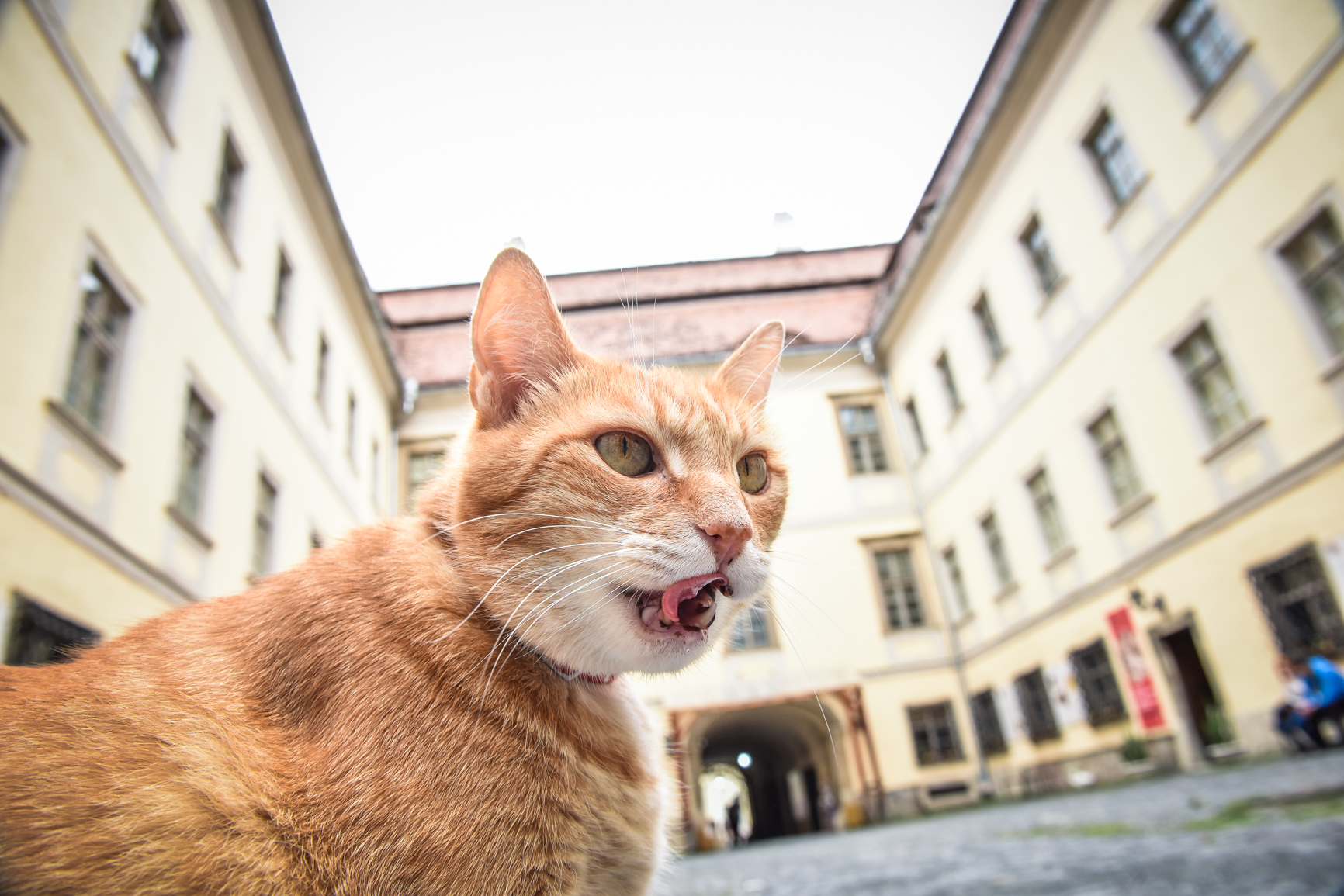 FOTO Pisicile din Sibiu care contribuie la imaginea turistică a orașului. Voit sau din întâmplare