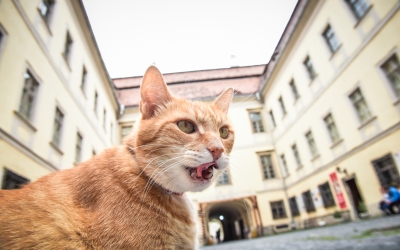 FOTO Pisicile din Sibiu care contribuie la imaginea turistică a orașului. Voit sau din întâmplare