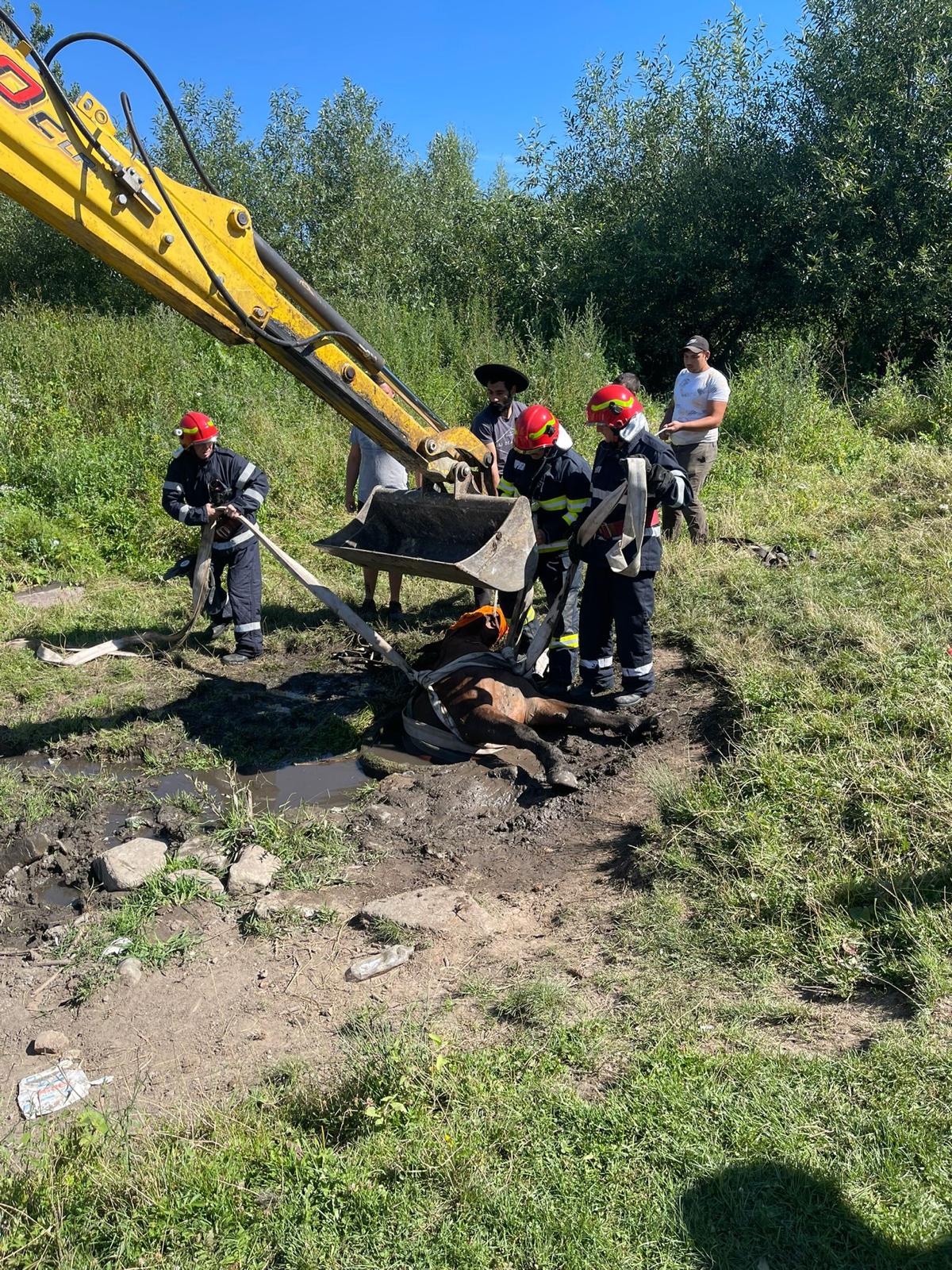 Cal căzut într-o fântănă, salvat de pompierii sibieni. „Se zbătea cu ultimele puteri pentru a se elibera”