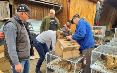 Premieră în județul Sibiu: Un ONG oferă familiilor din zonele sărace găini ouătoare și pui de carne. Exact ca în sfatul lui Bill Gates