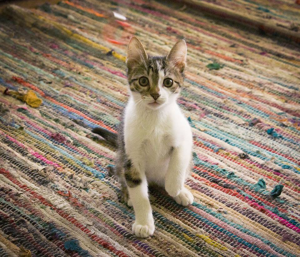 Asociația Animal Life nu mai are locuri pentru animale și cere sprijinul sibienilor: „Au scăzut adopțiile, au scăzut și donațiile”