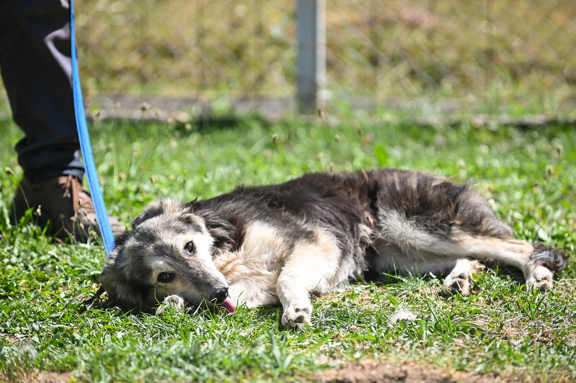 FOTO Sibienii sunt chemați să adopte câini din Adăpostul public. Adopțiile au scăzut în ultimii doi ani