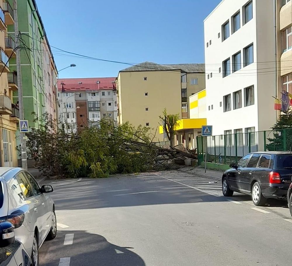 Doi copaci au căzut din curtea școlii peste strada Șureanu