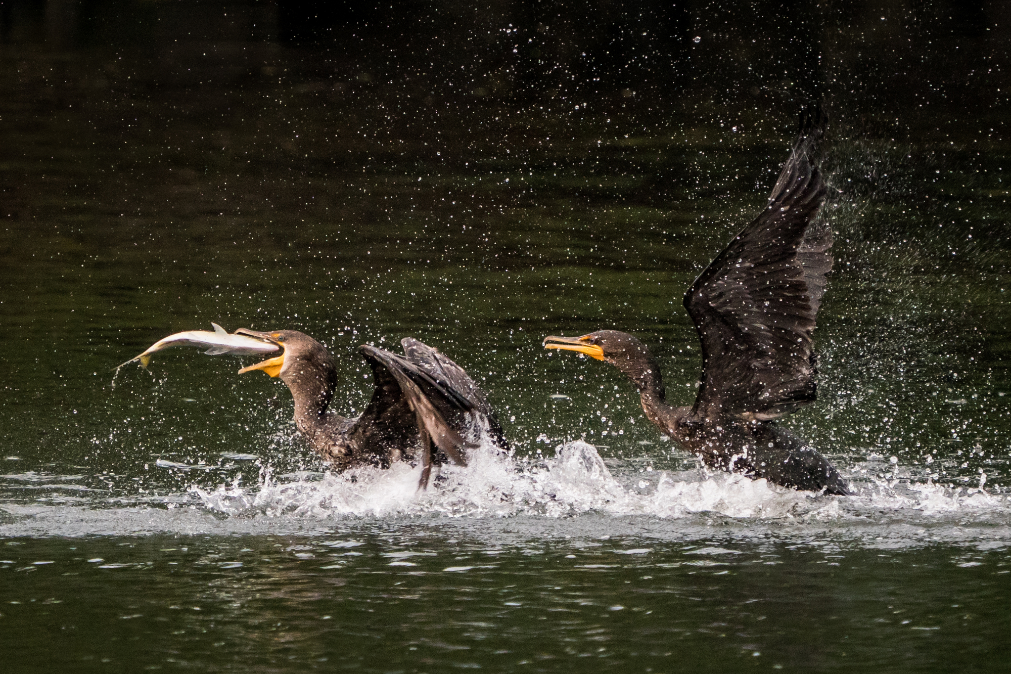 Petre Daea: în România, cormoranii mănâncă mai mult peşte decât românii