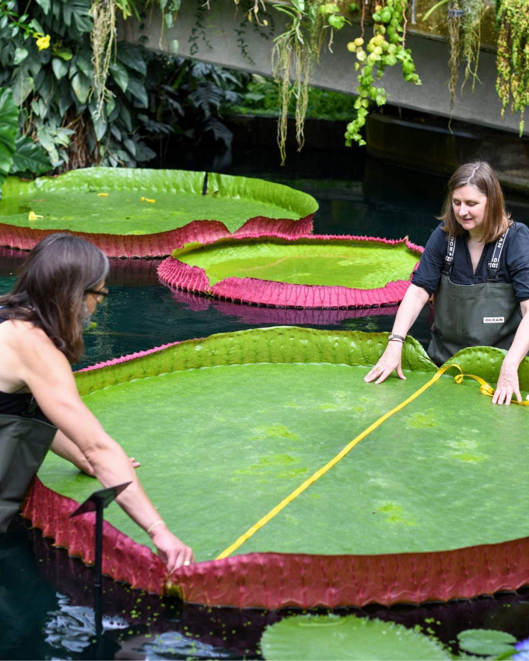 O nouă specie de nufăr gigant, descoperită la grădina botanică Kew Gardens din Londra