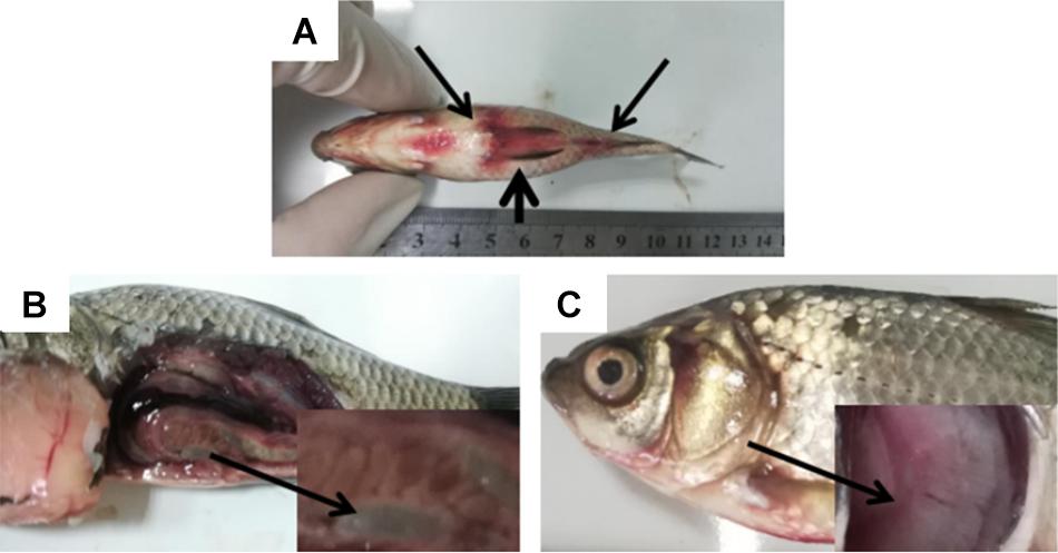 Rezultatul analizelor de laborator: Peștii din Lacurile Șopa sunt afectați de o bacterie. Recomandări pentru populație
