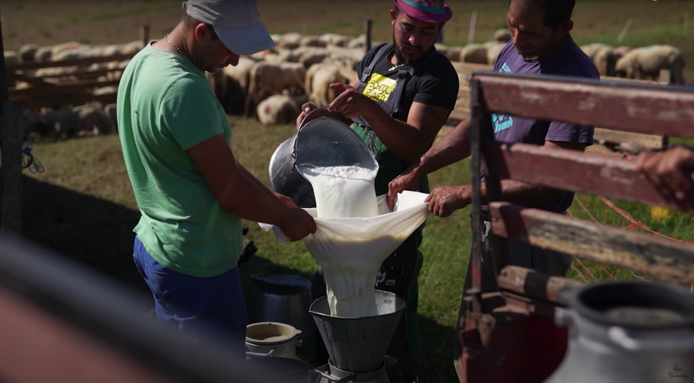VIDEO Povestea brânzei de Sibiu: de la mulsul oilor, până la rețetă și ambalare