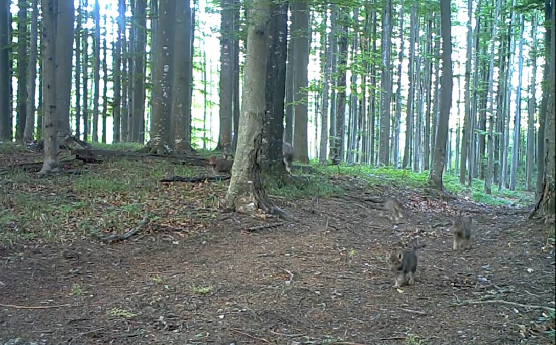 VIDEO: Imagini rare cu șase puiuți de lup au fost surprinse într-o pădure din România