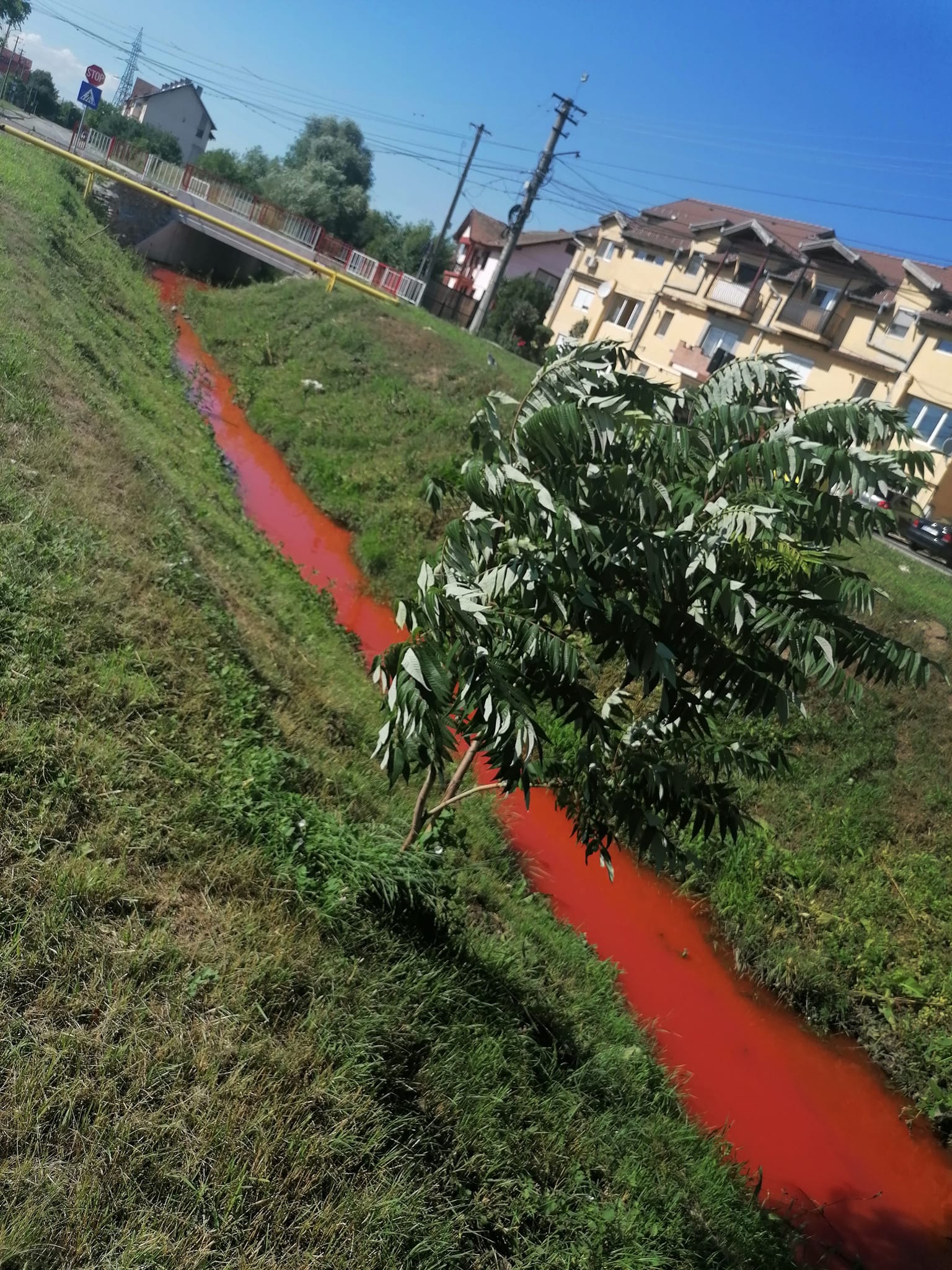 Rezultatele de laborator în cazul poluării din week-end. Directorul SGA: ”Nu au fost observați pești morți”