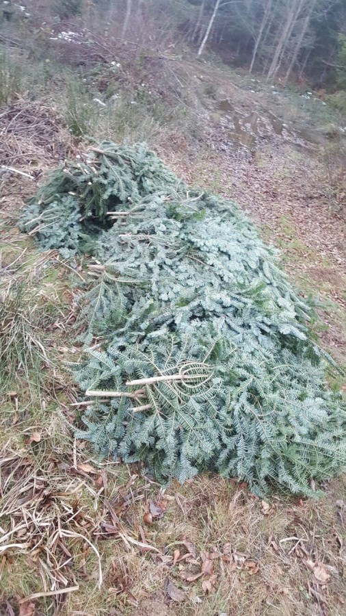5.000 de lei amendă pentru un tânăr prins în Cârțișoara cu peste 700 de kg de cetină de brad deținută ilegal
