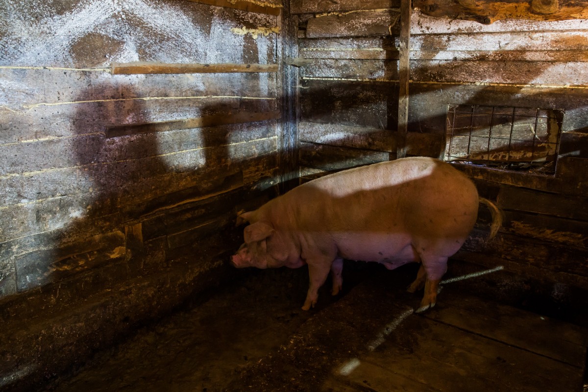 Focar de pestă porcină africană la Cârța. Zonă de protecție cu rază de 3 km în jurul localității