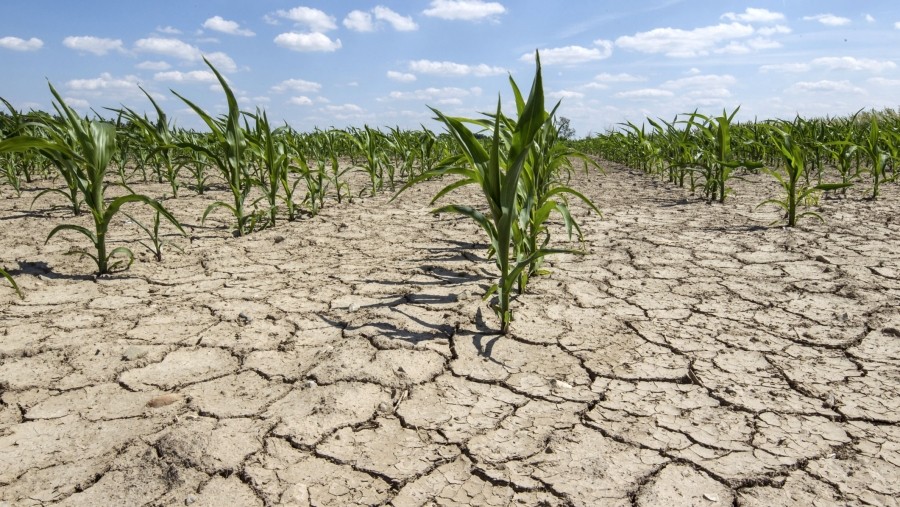 Suprafaţa agricolă afectată de secetă a urcat la peste 400.000 de hectare în 34 de judeţe