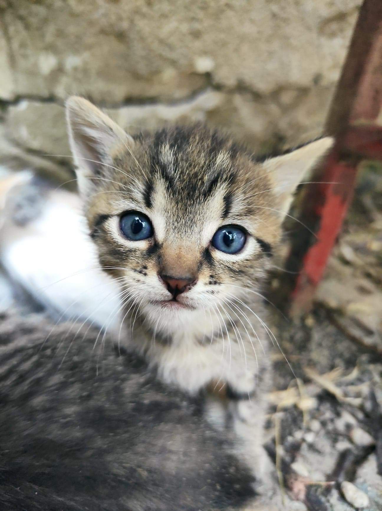 Tot mai multe animale abandonate în Sibiu. Animal Life: Primim 30 de mesaje pe zi, e nevoie de cazări temporare, adopții și hrană