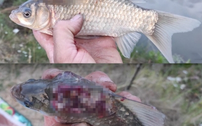 GALERIE FOTO – Pești bolnavi pe râul Olt. ”Pare a fi un fel de cancer”