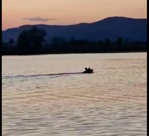 Imagini rare - Urs filmat de un pescar cum traversează râul Olt, la Porumbacu