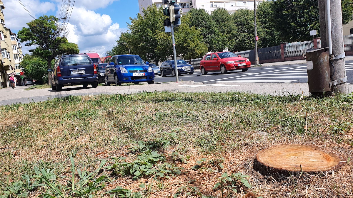 Un copac tăiat fără aviz pe strada Lungă, împarte locuitorii în două: între a rămâne sau nu ”ciunt”