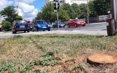 Un copac tăiat fără aviz pe strada Lungă, împarte locuitorii în două: între a rămâne sau nu ”ciunt”