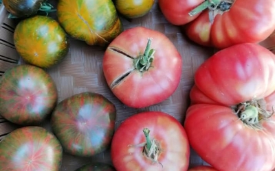 Festivalul tomatelor și al biodiversității, sâmbătă, în Muzeul Astra