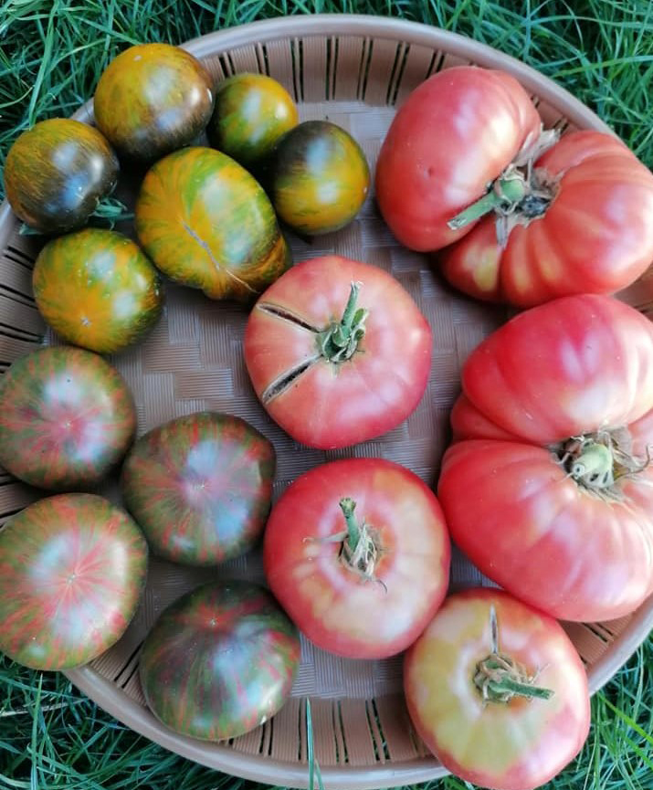 Festivalul tomatelor și al biodiversității, sâmbătă, în Muzeul Astra