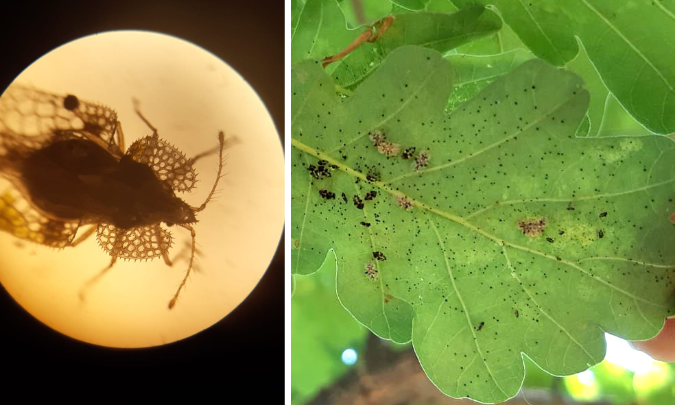 O specie invazivă de insectă amenință stejarii și gorunii din Sibiu. Specialist ULBS: ”Observațiile noastre confirmă răspândirea în toate zonele orașului”